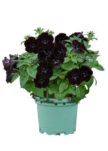 Petunia Ø17 cm